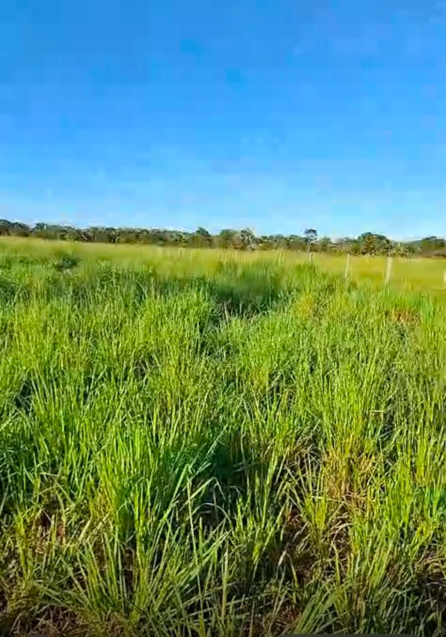 Stio - Venda - Zona Rural - Santo Antnio do Leverger - MT