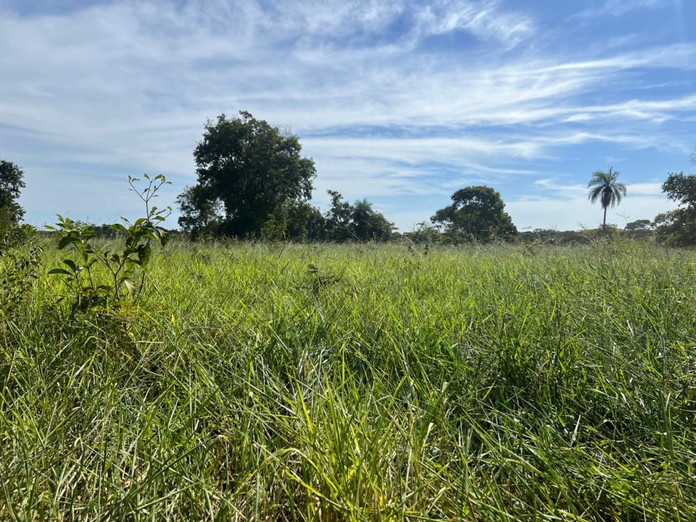 Fazenda - Venda - Zona Rural - Santo Antnio do Leverger - MT