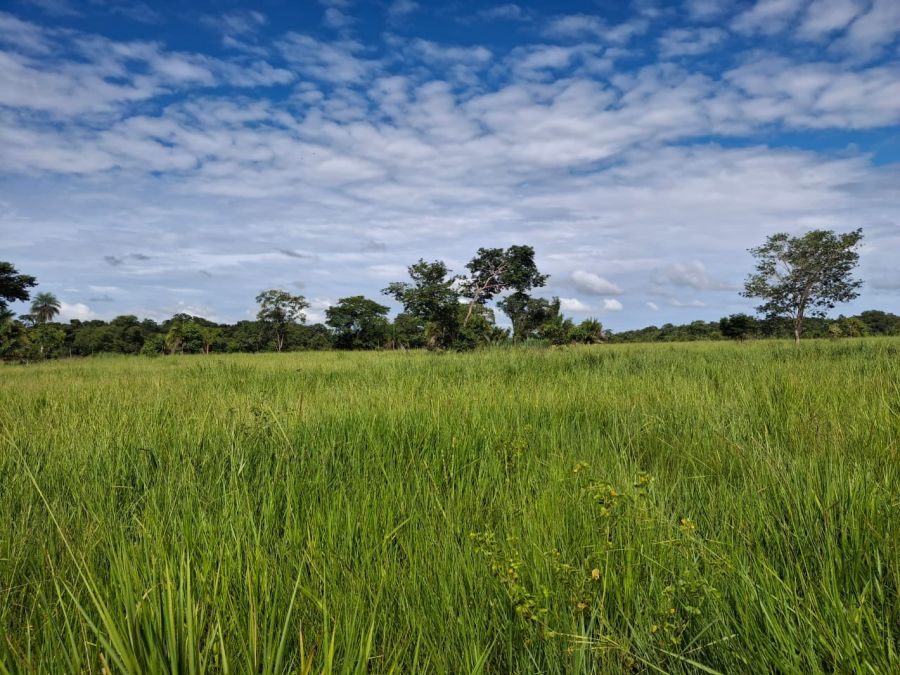 Fazenda - Venda - Distrito Industrial - Cuiab� - MT