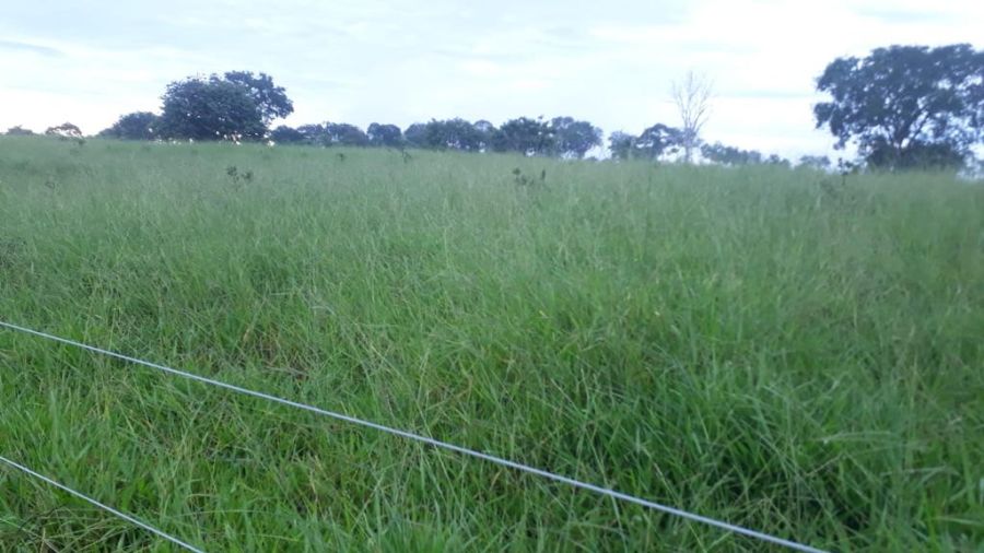 Fazenda - Venda - Zona Rural - Poxoru - MT