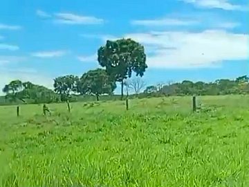 Fazenda em MT na Pecuaria com 301 Hectares